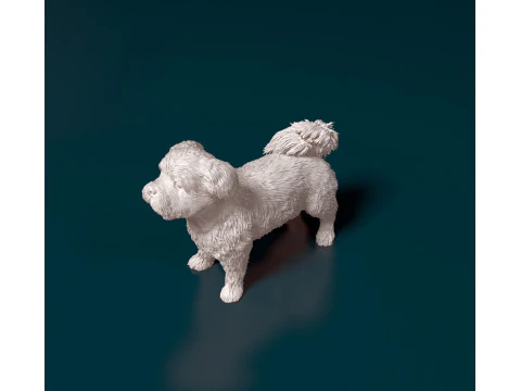 Cane Havanese Modello di stampa 3D