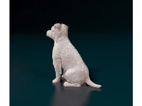 Jack Russell terrier 3D Print Model