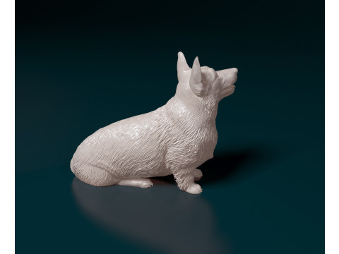 Pembroke Welsh Corgi 3D Print Model