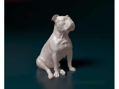 English Bulldog 3D Print Model