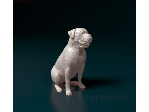 English Bulldog 3D Print Model