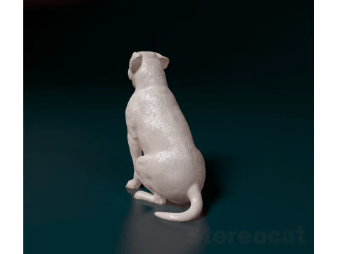 English Bulldog 3D Print Model