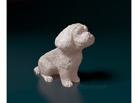 Maltese dog 3D 프린트 모델