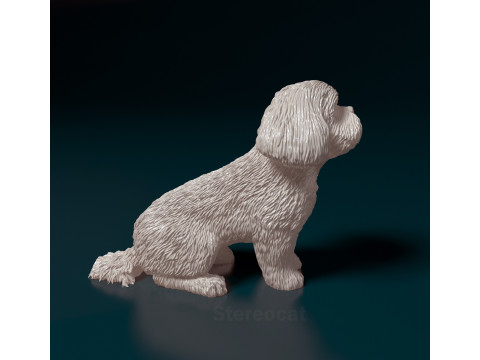 Maltese dog Modelo de Impressão 3D