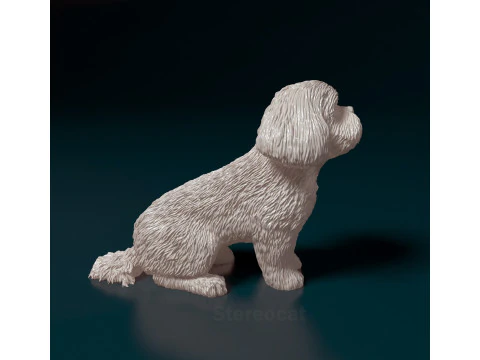 Maltese dog 3D Print Model
