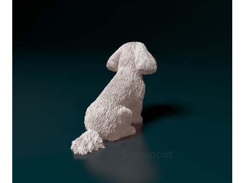 Maltese dog Modelo de Impressão 3D