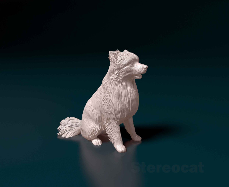 Pomeranian spitz 3D 打印模型 .c4d .max .obj .3ds .fbx .stl .blend 