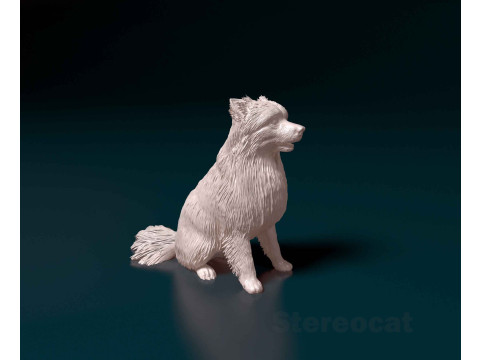 Pomeranian spitz Model do druku 3D
