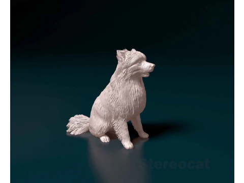 Spitz de Pomerania Modelo de impresión 3D