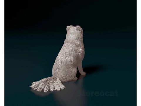Pomeranian spitz 3D Print Model