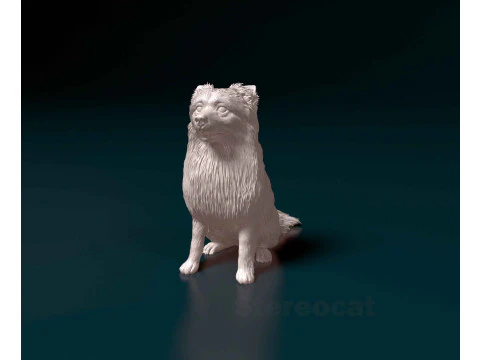 Pomeranian spitz 3D Print Model