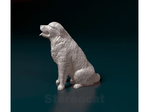 Pyrenean dog 3D Print Model
