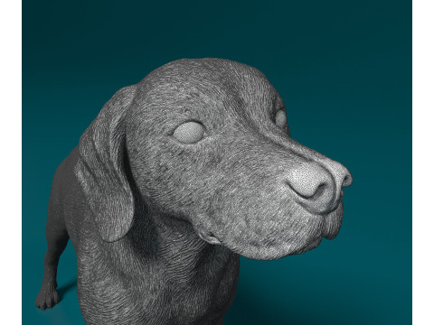 Beagle 3D Print Model