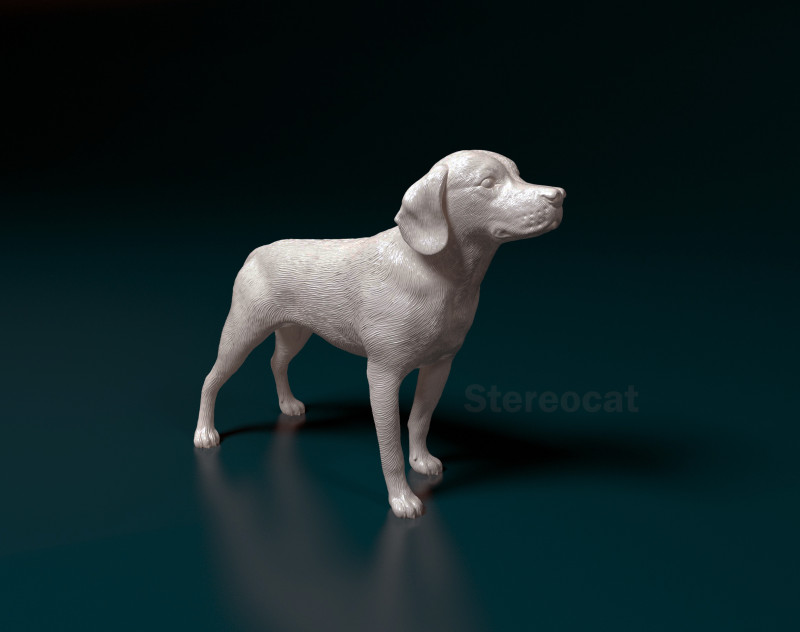 Beagle 3D Print Model .c4d .max .obj .3ds .fbx .stl .blend 