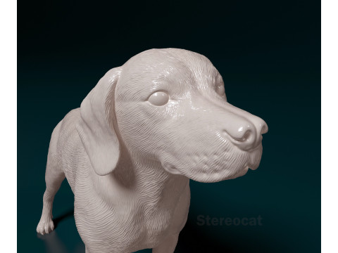 Beagle 3D Print Model