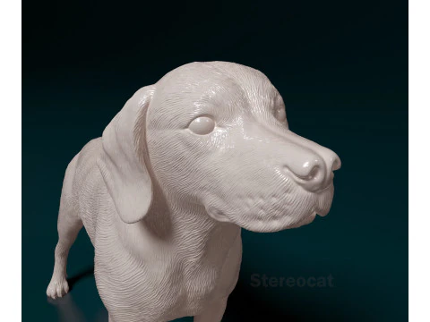 Beagle 3D Print Model