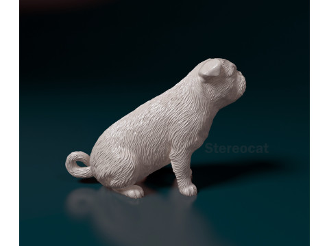 American Lo-Sze pugg 3D Print Model