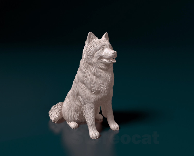 Eurasier dog Modello di stampa 3D .c4d .max .obj .3ds .fbx .stl .blend 
