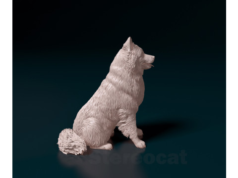 Eurasier dog Modello di stampa 3D