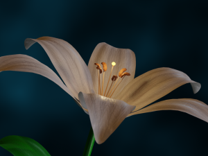 Lily-flower 3Dモデル