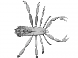 Scorpio Model 3D