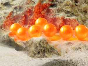 The 7 Dragon balls 3D 模型