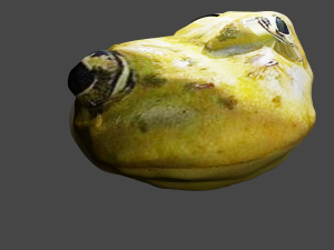 Frog s pivom kokochambo OwO komar228 3D Model