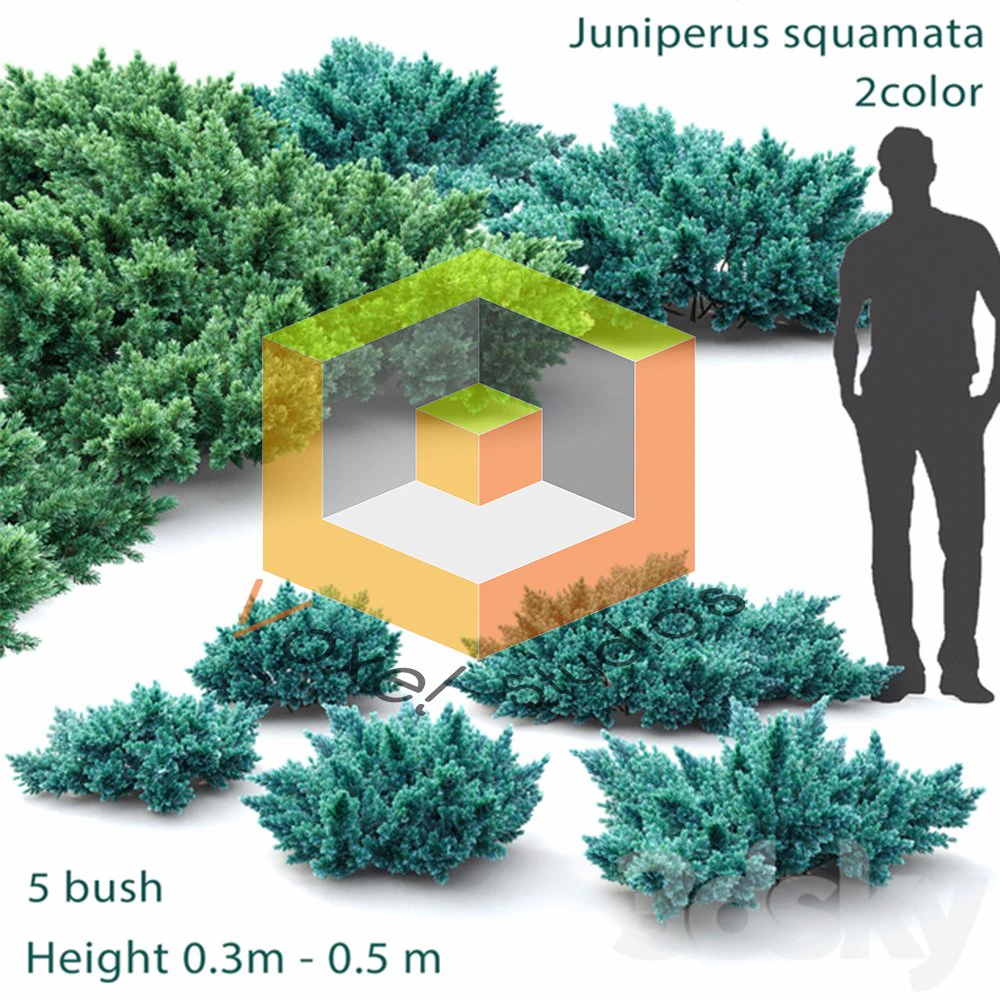 Shrub 3D Model .c4d .max .obj .3ds .fbx .stl .blend