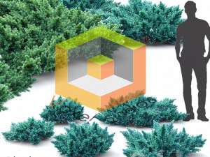 Shrub 3D Model