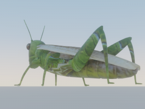 Grasshopper Modèle 3D