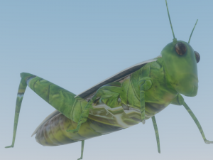 Grasshopper Modèle 3D