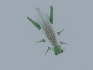 Grasshopper Modèle 3D