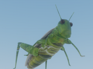 Grasshopper Modèle 3D