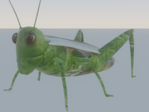 Grasshopper Modèle 3D