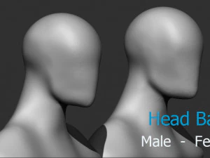 Male Female Head Base 3D Model