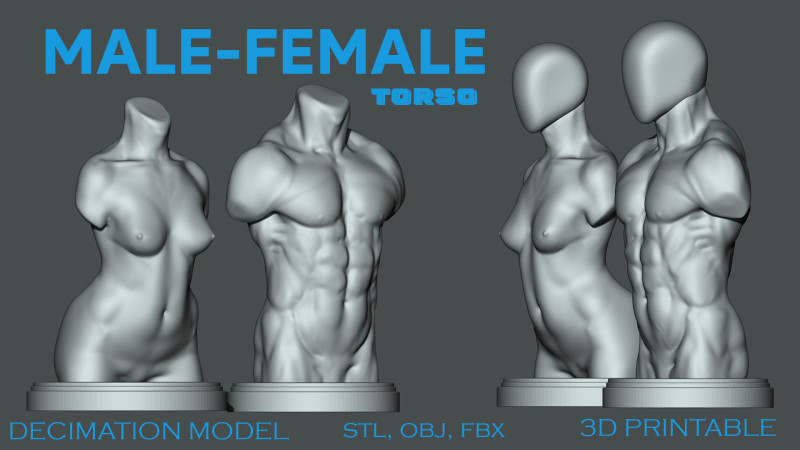 Torso masculino-feminino 3D para impressão Modelo de Impressão 3D .c4d .max .obj .3ds .fbx .stl .blend 
