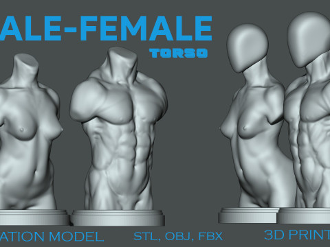 पुरुष-महिला धड़ 3डी मुद्रण योग्य 3D प्रिंट मॉडल