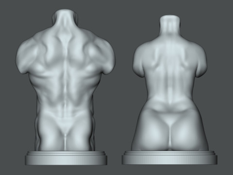 Torso masculino-feminino 3D para impressão Modelo de Impressão 3D