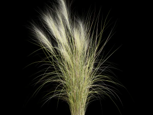 Rumput tinggi Model 3D