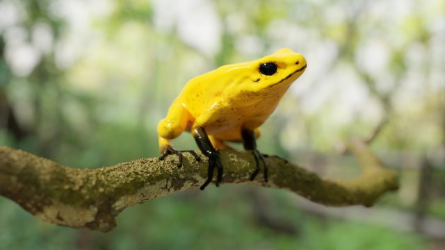 ARROW FROG Model 3D .c4d .max .obj .3ds .fbx .stl .blend 
