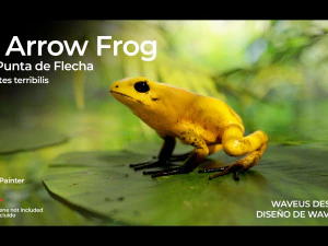 ARROW FROG 3D Model