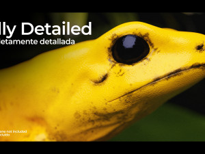 ARROW FROG Model 3D