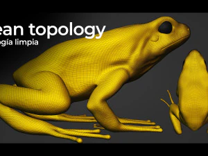 ARROW FROG 3D Model