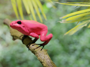 ARROW FROG Model 3D