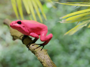 ARROW FROG 3D Model