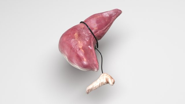 Liver with Pancreas 3D Model .c4d .max .obj .3ds .fbx .stl .blend 