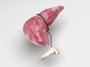 Liver with Pancreas 3D Model
