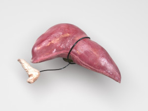 Liver with Pancreas 3D Model