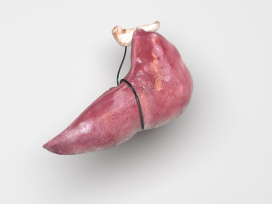 Liver with Pancreas 3D Model