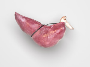 Liver with Pancreas 3D Model